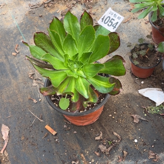 054魅影七彩不包断枝