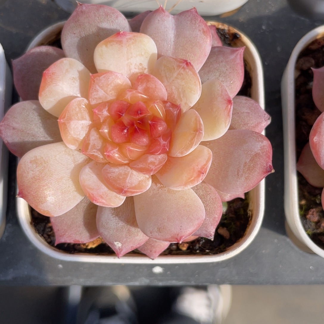 优选落日珍妮多肉2064