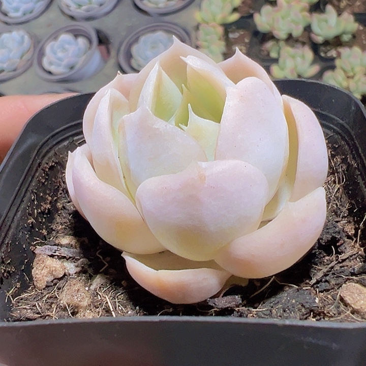 牡丹精品多肉植物大战