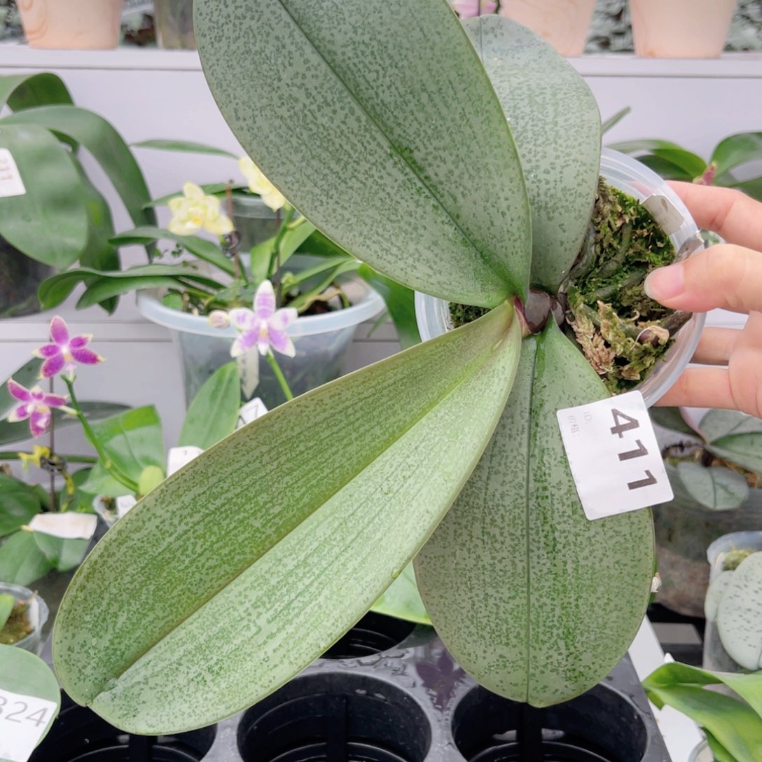 完全开放411香阿嬷交西蕾丽m606脉纹