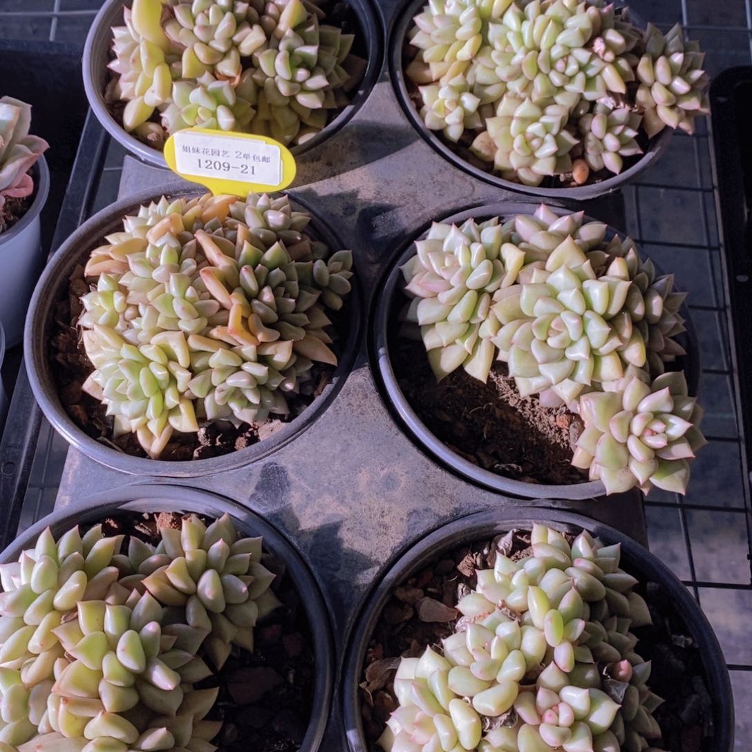 1209-21-精品母本黄金象牙多头一个