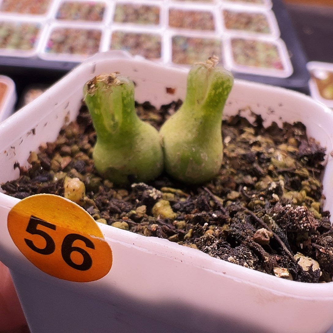 56号小葫芦福利特