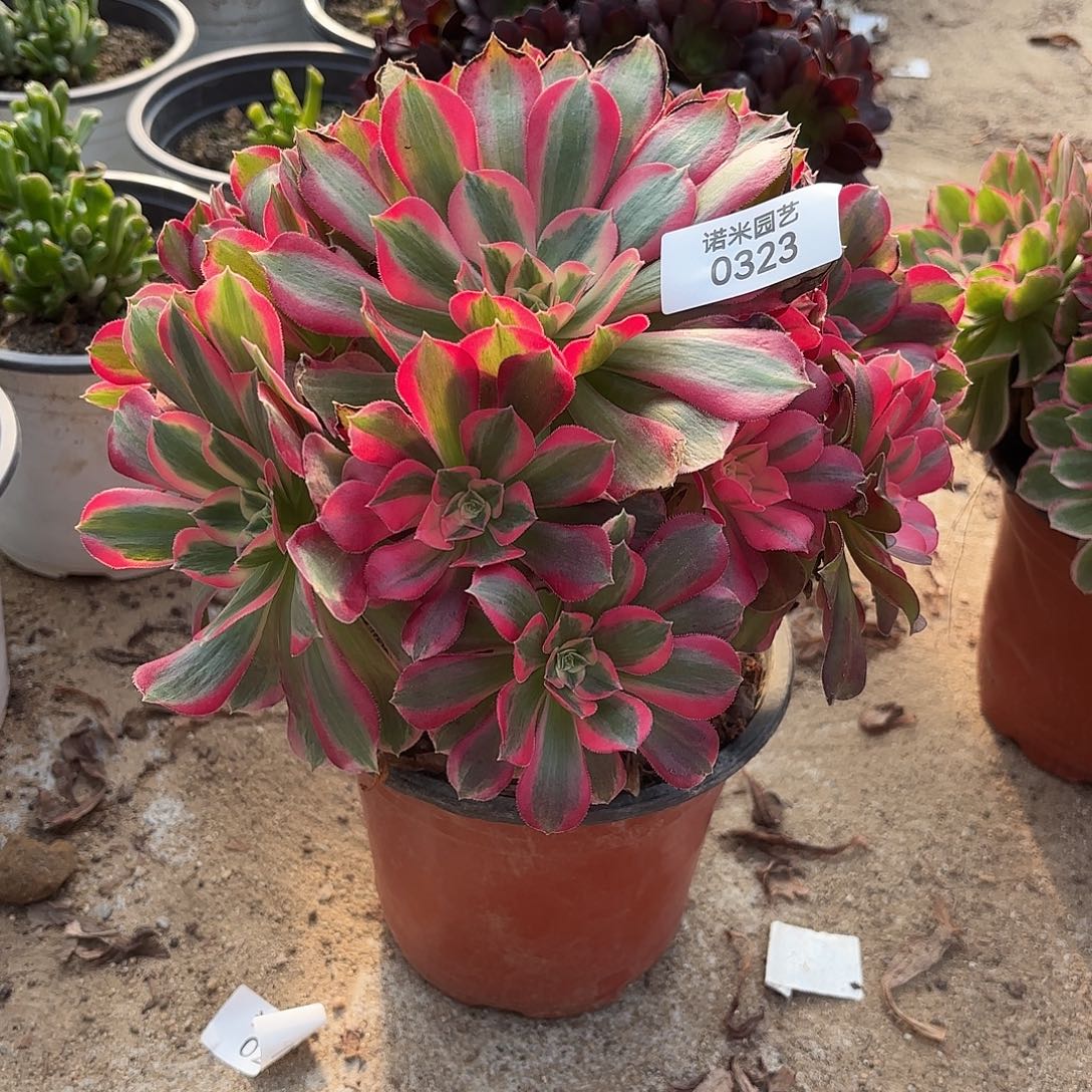 七彩石手捧多肉植物323