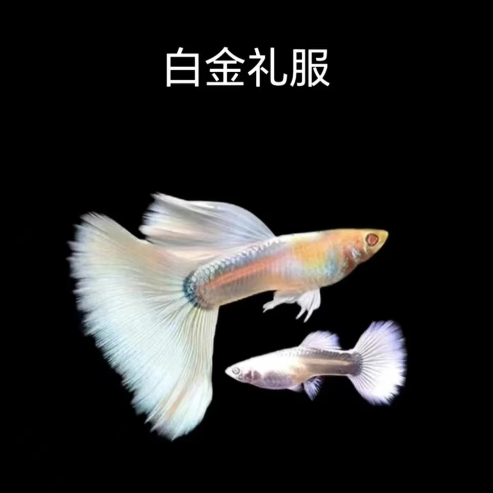 白金礼服孔雀鱼热带观赏鱼生崽多适合新手桌面观赏