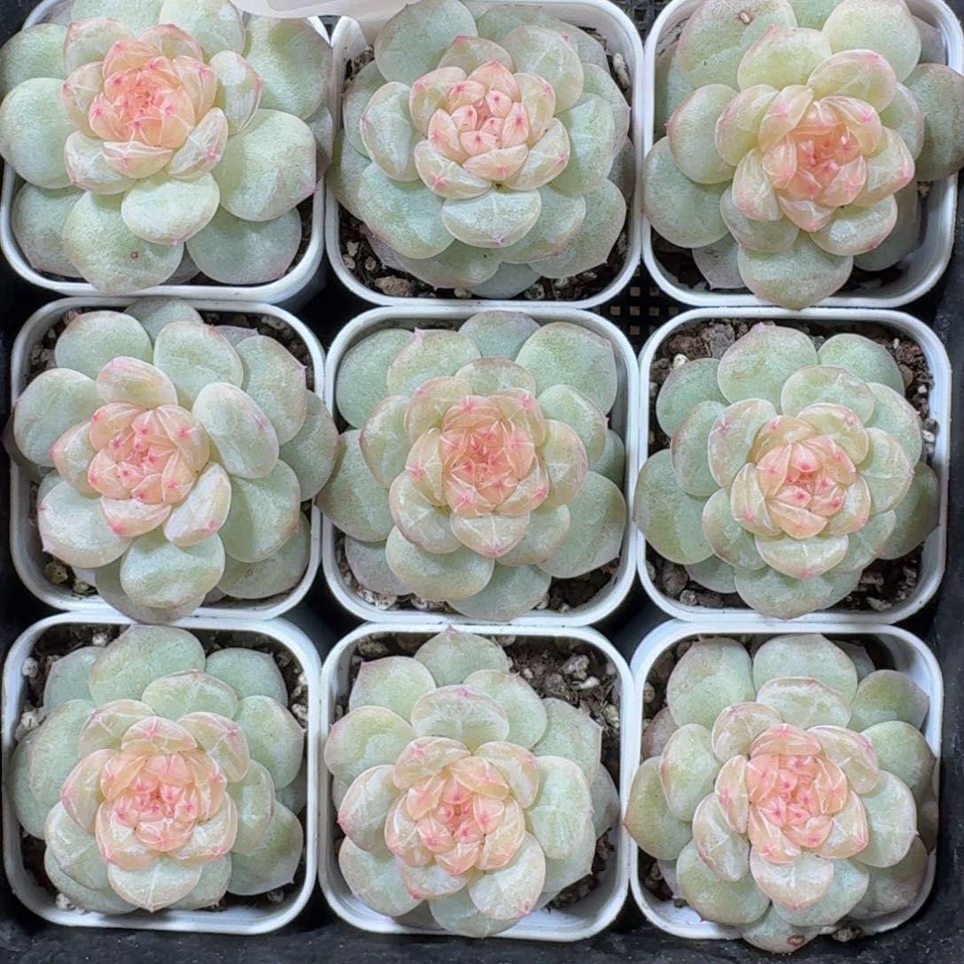 1201-030-晴芸一一颗量拍