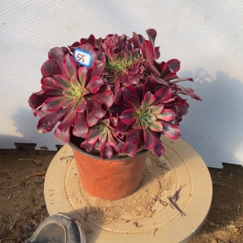 美杜莎缀丛林一物一拍