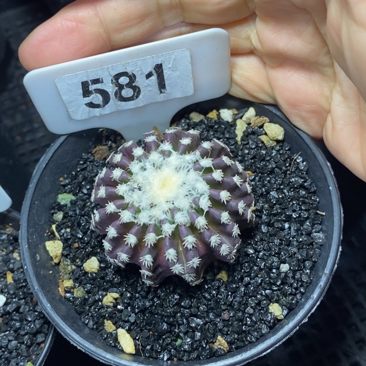 栀**儿福利奇特球一颗如图