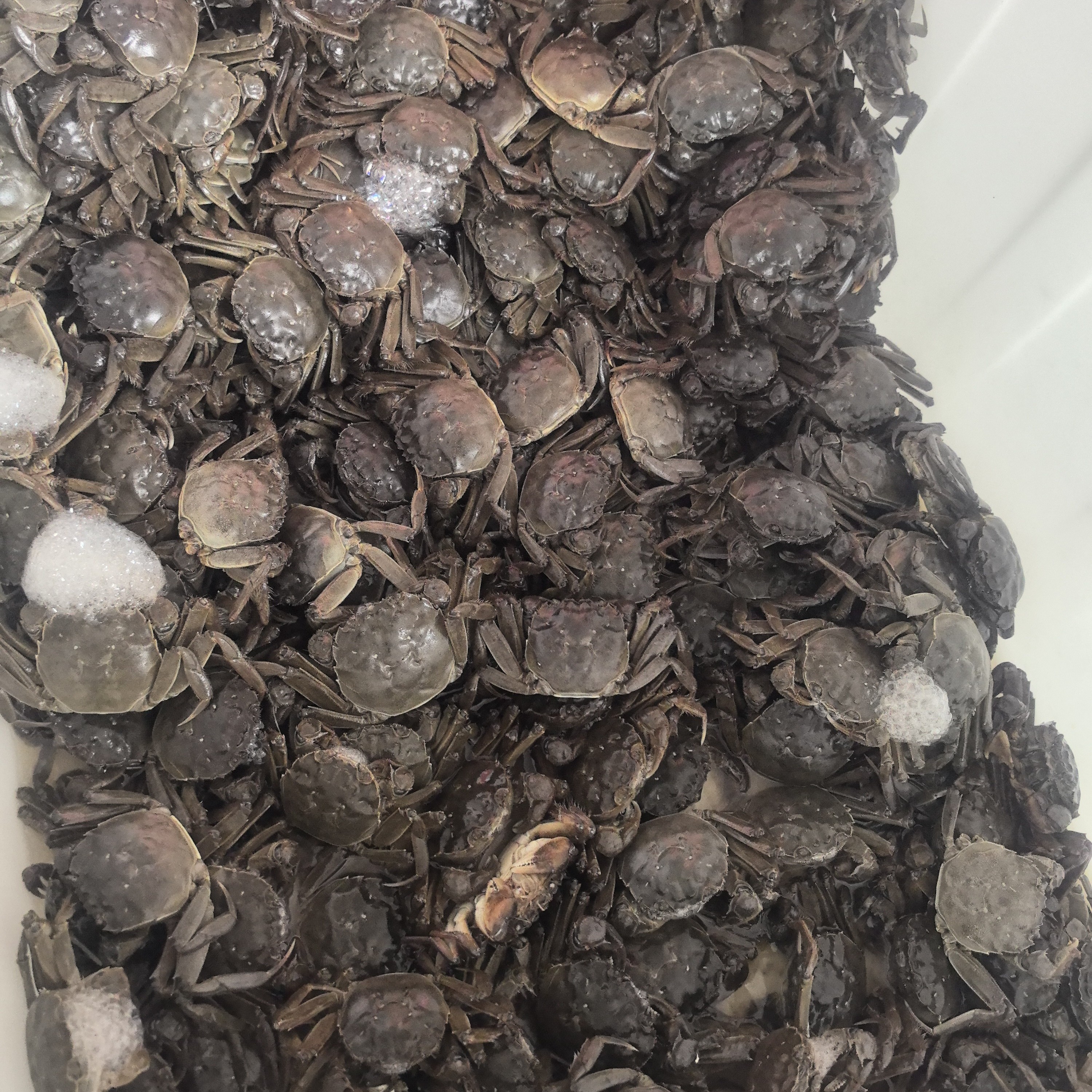 《小車水产》0.7-1.1两59.9三斤（顺丰冷链包邮）