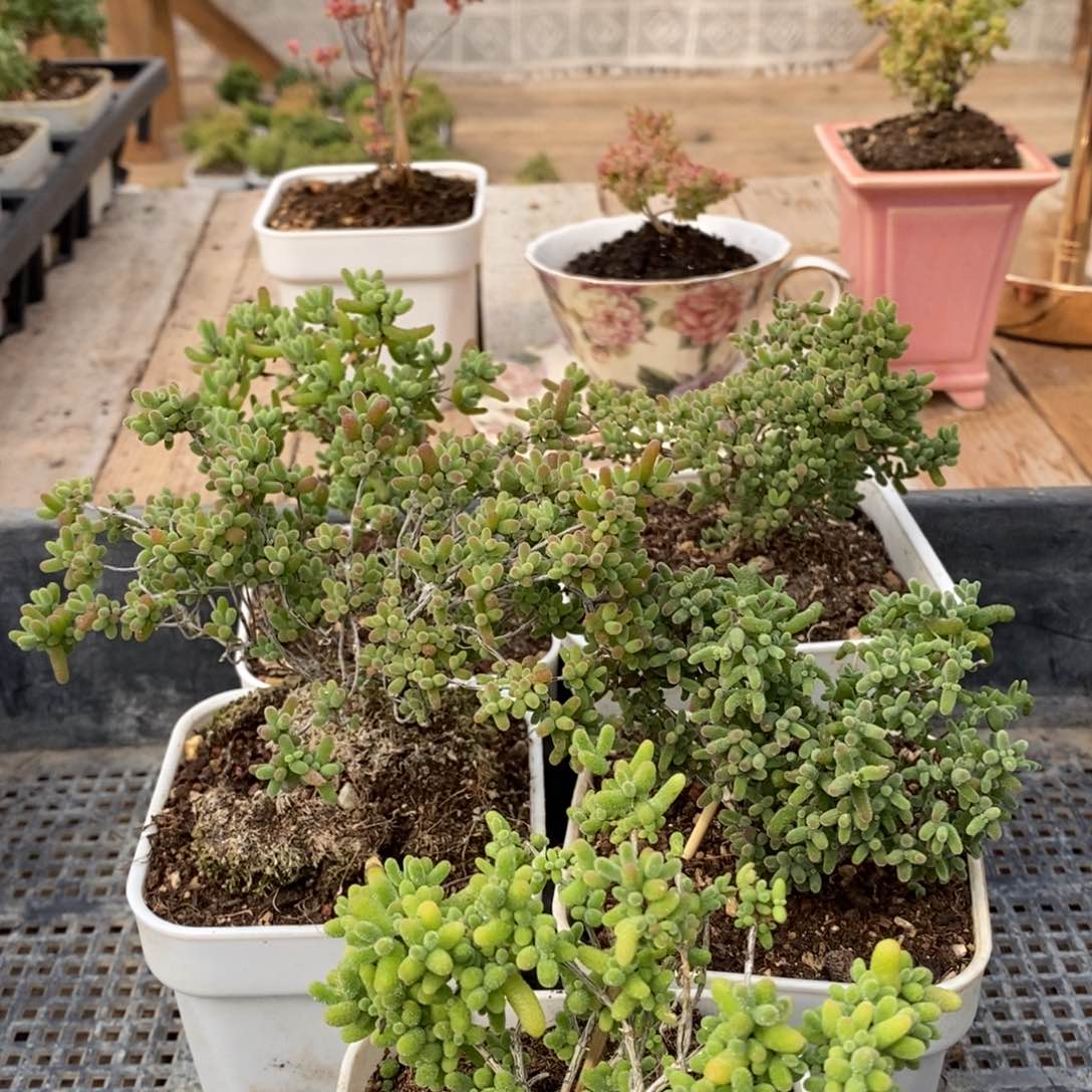 枝干蜜桔糖糖来了036