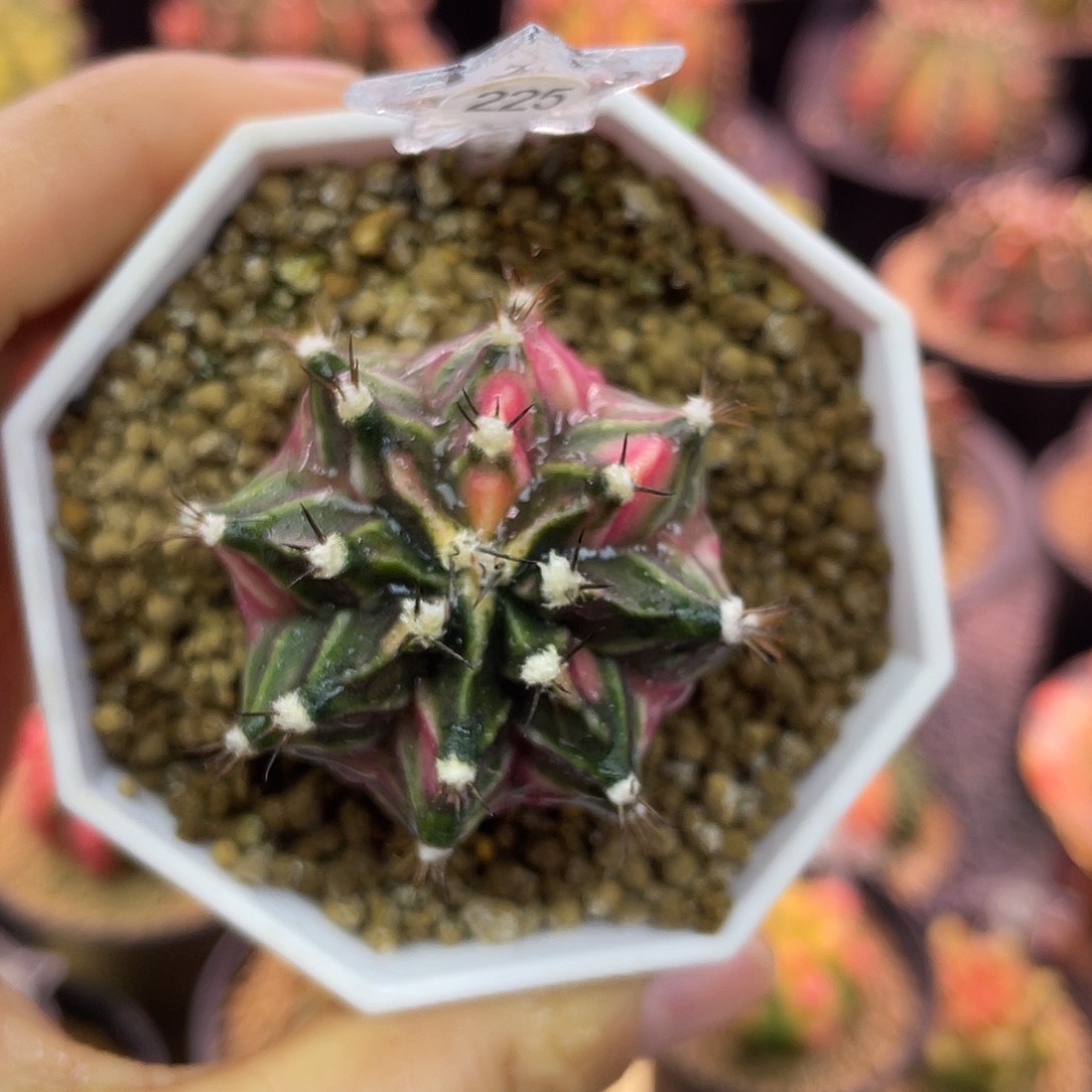 1-225米哈锦4厘米