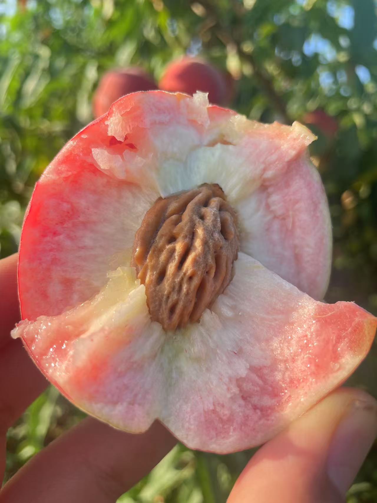 山东离核沙瓤红蜜桃现摘现发香甜多汁香味独特离核桃