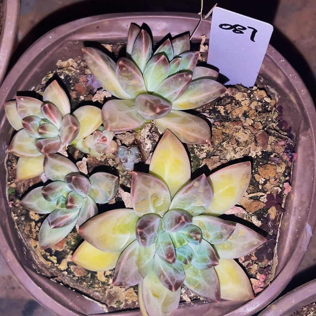 桔云多肉美人精品系列