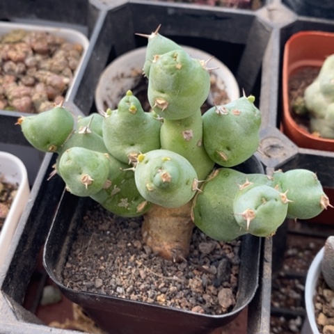 丘汐大戟7仙人球