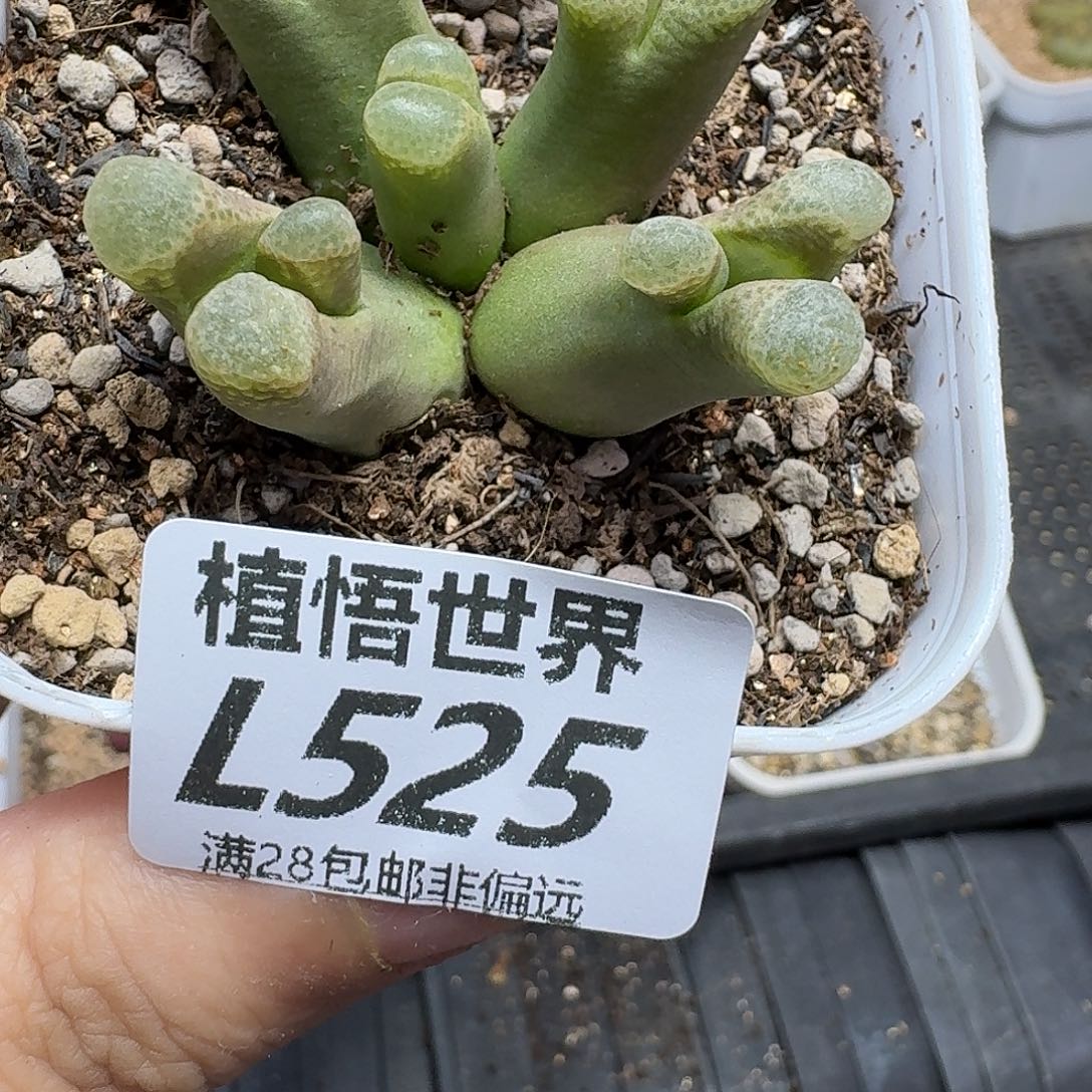 多肉植物的人生fvb