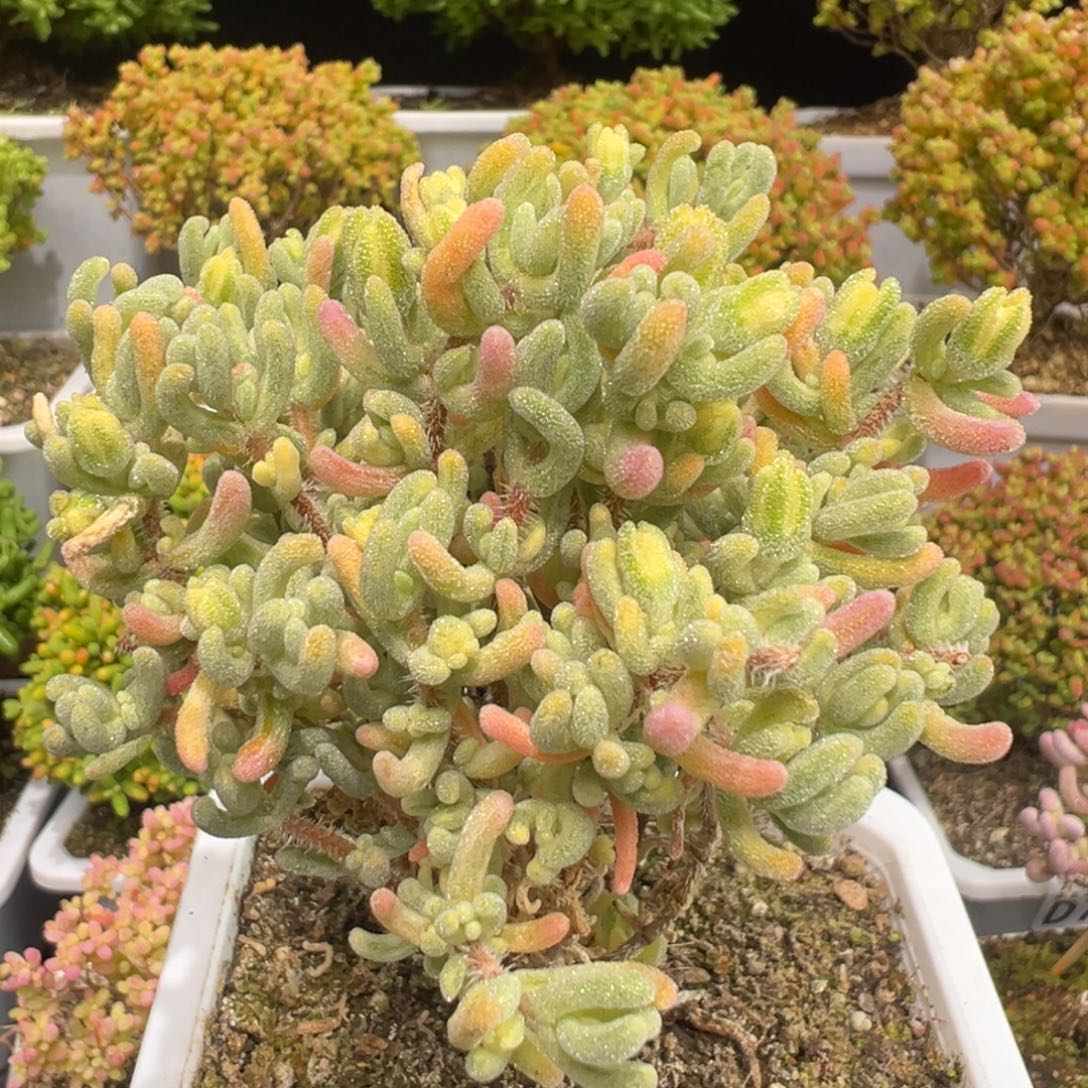 D7691橙叶白锦枝干