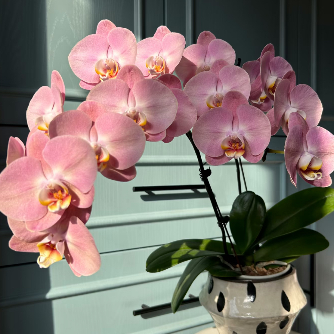 【金车蜜桃】3.0寸加高杯 肉粉色 大花2-3花剑