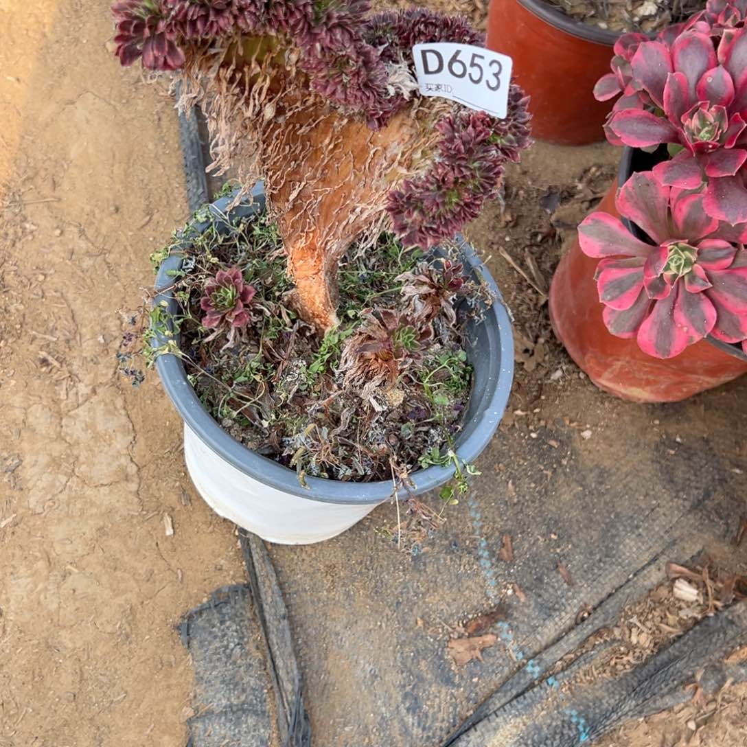 653金丝菊缀化多肉植物