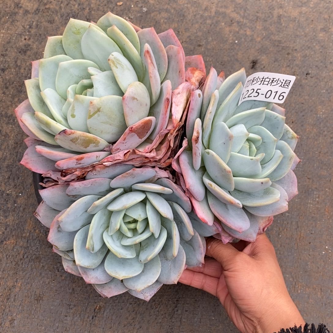 两单包邮1225-16凤橙