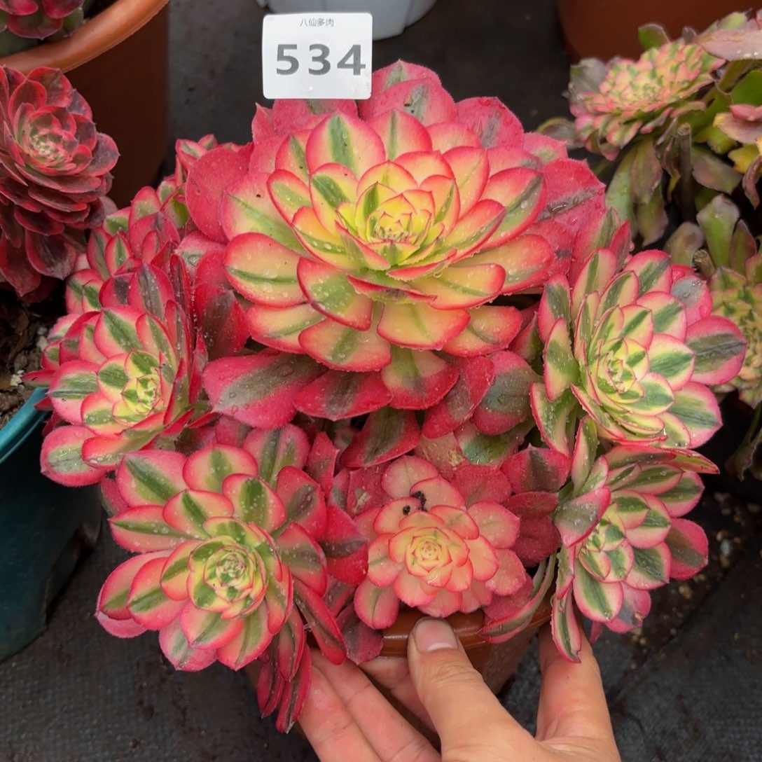 534多肉植物倾城