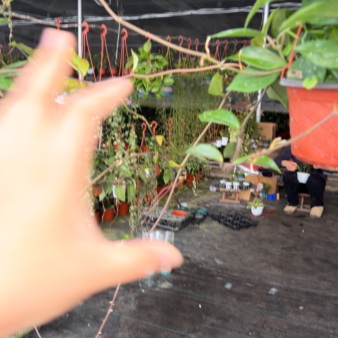 小***妮无花朵卡诺萨球兰7233