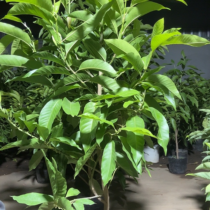 完全开放白兰花88价位