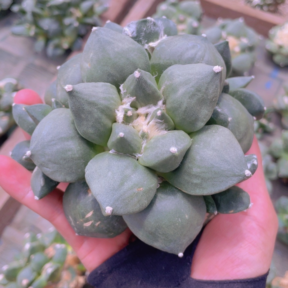 自根群生福利福利福利