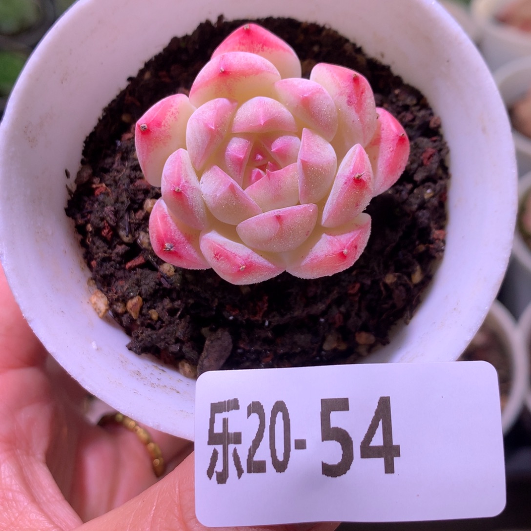 乐然20-54 白桃汽水 