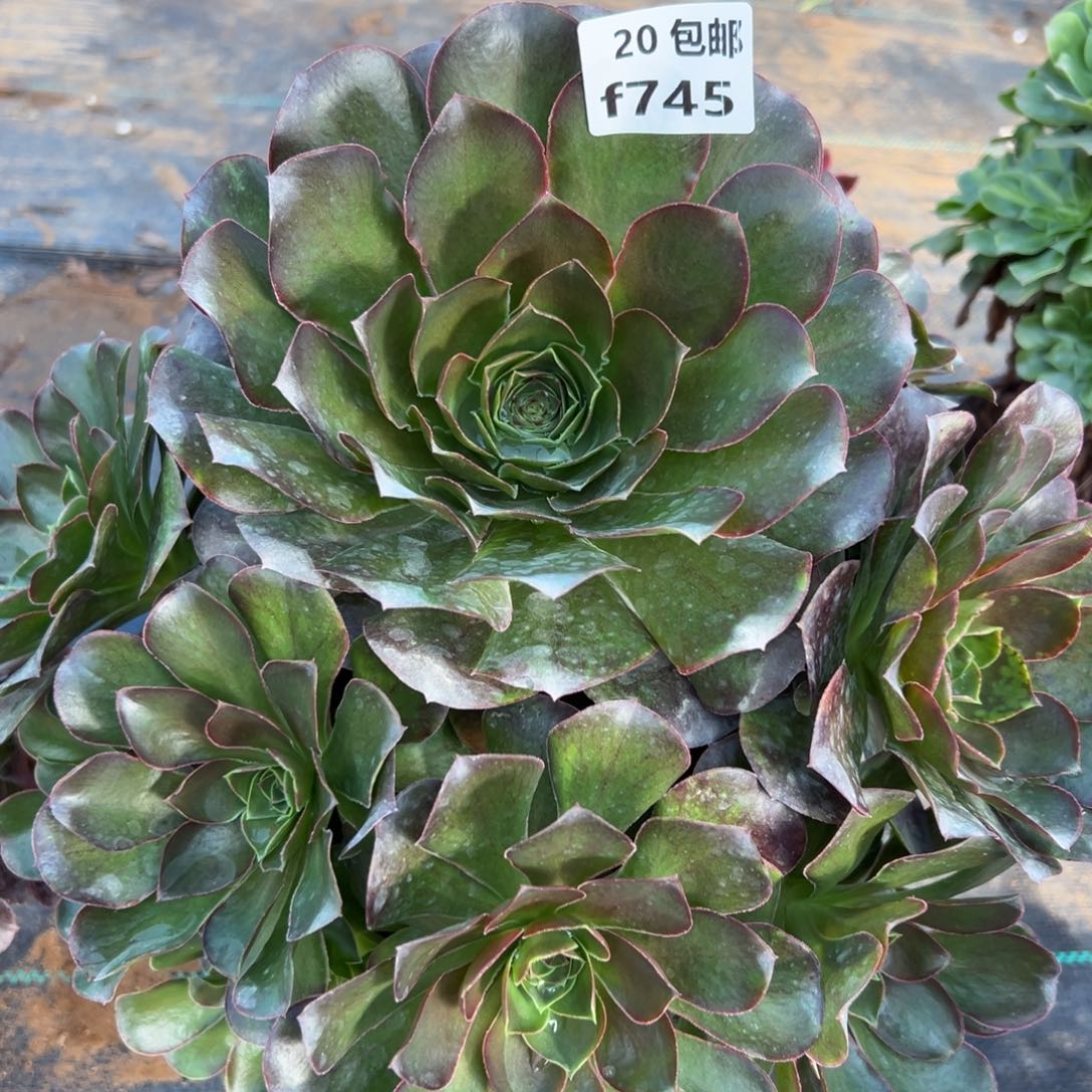 745魅金，多肉法师说