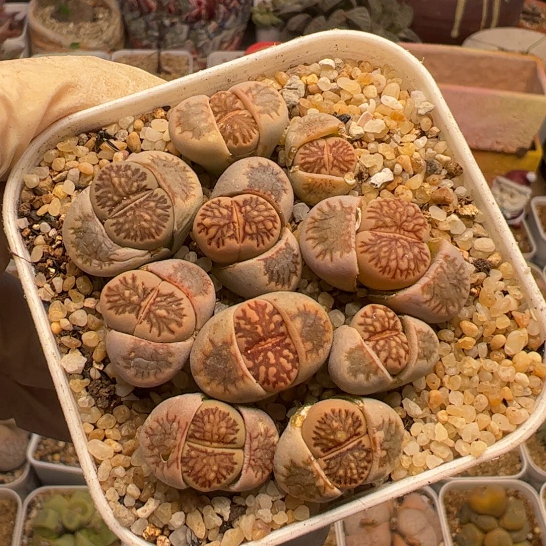 10个菊化石多肉植物