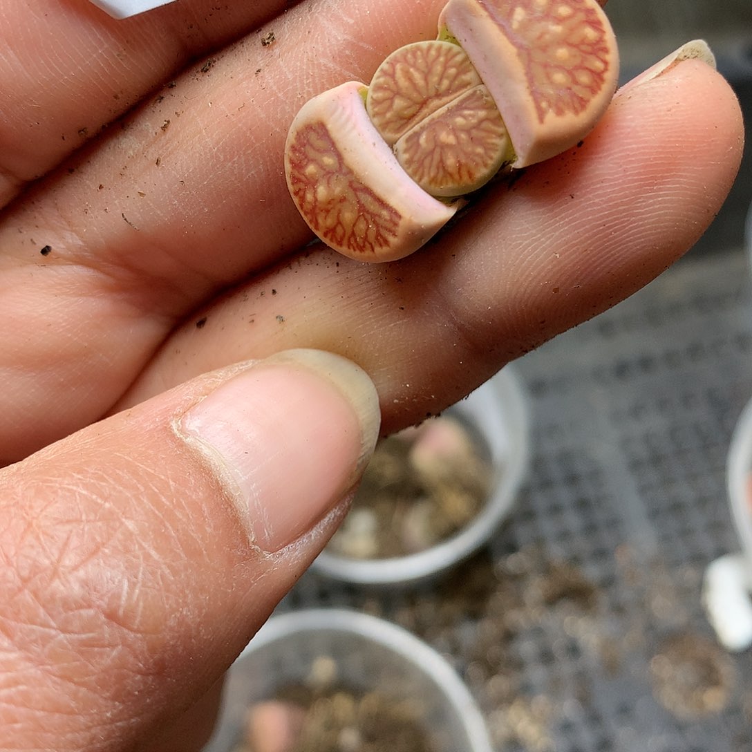 B39多肉植物保护研究所