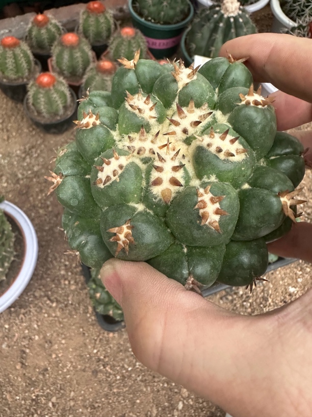 仙人球直播综合链接短豪刺象牙