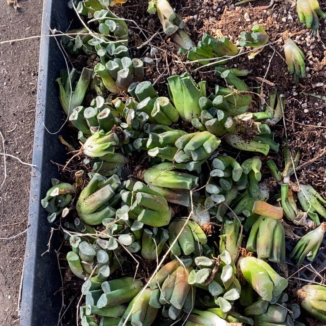 3025 一颗实生小万象 周末整点福利