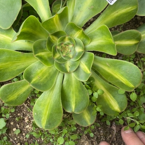 206暴君满25包邮多肉