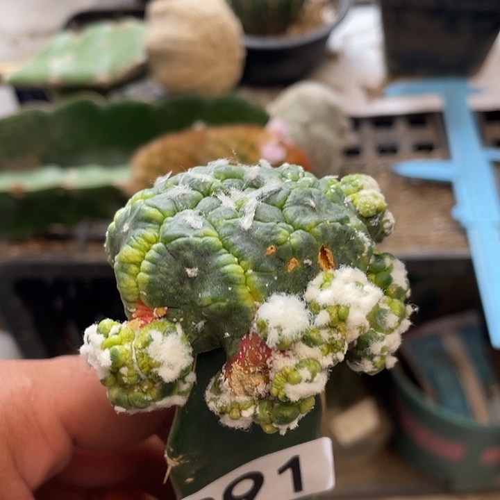 仙人球悟空兜291号