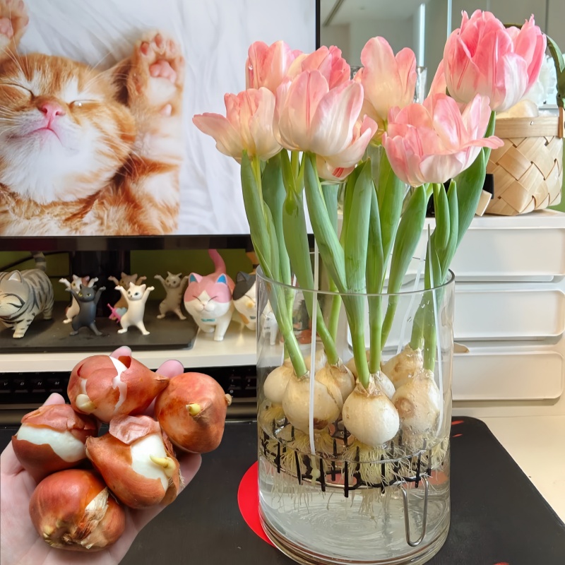 盆栽冬季大球【水培套装】花卉水培土培五度球地栽进口郁金香种球