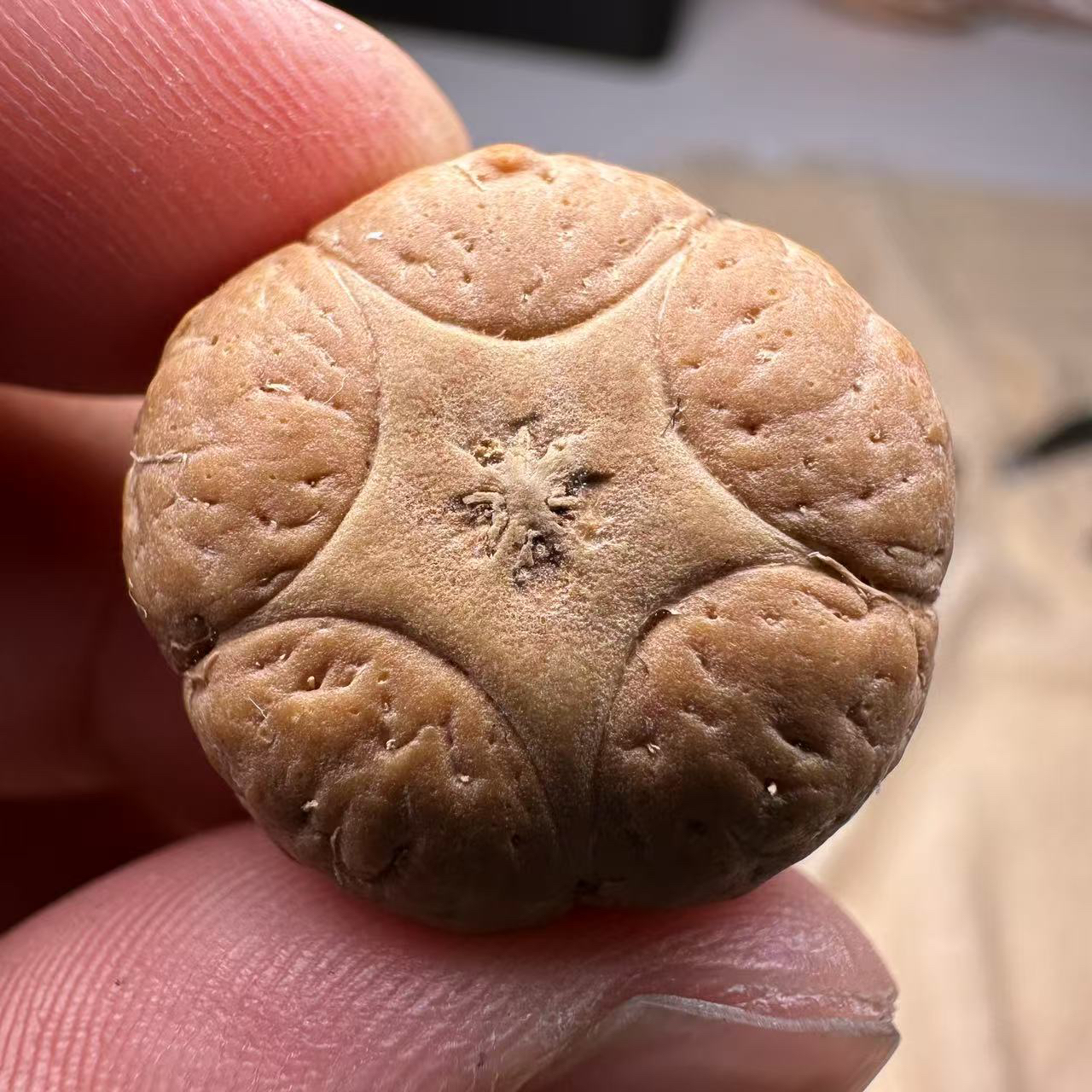 尼泊尔五星菩提，尺寸23，厚度15，sss系列