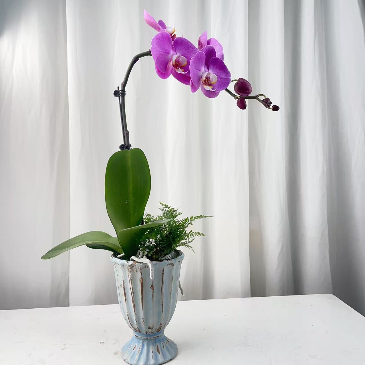 桦艺花卉【粉冠军】蝴蝶兰轻 奢 绿植花卉艺术高级盆栽植株好养