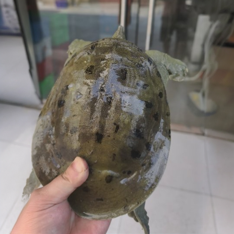 纯户外野生甲鱼（假一罚十）、现场挑鱼称重、一物一拍，包活到家