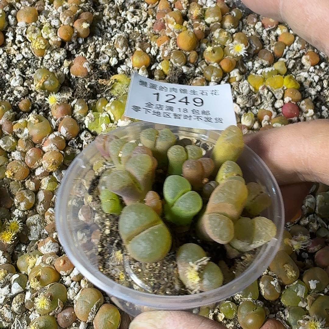 1249 哈哈哈哈哈哈哈哈