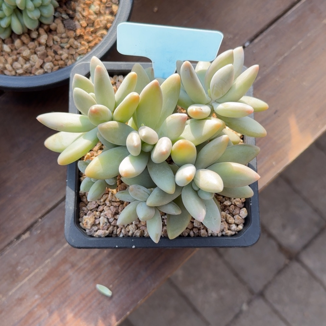 白兰地111111111111111111111