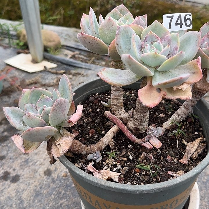 无**心746白凤脱土发货不退不换