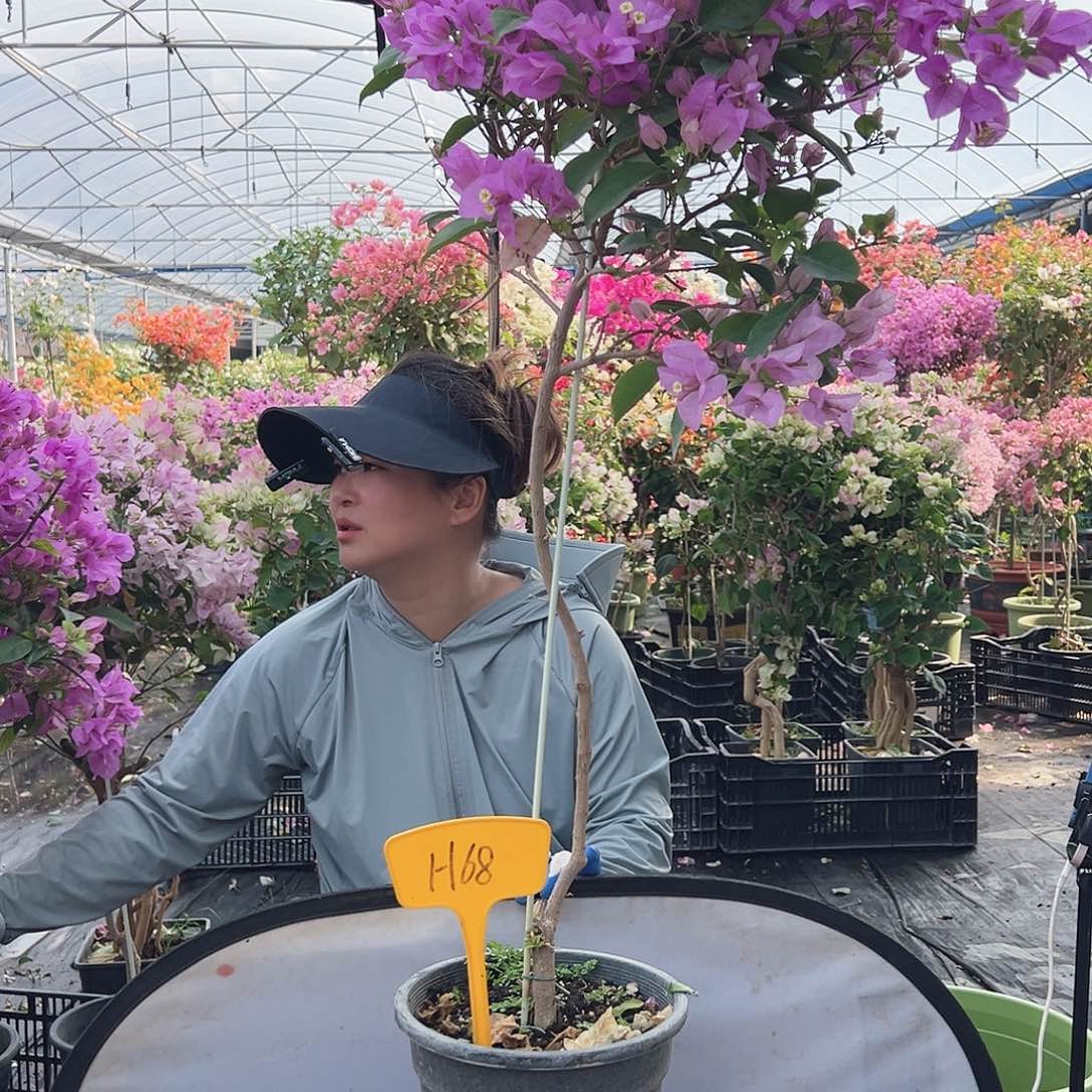 凤***竹大部分花苞少量开放H68雪紫