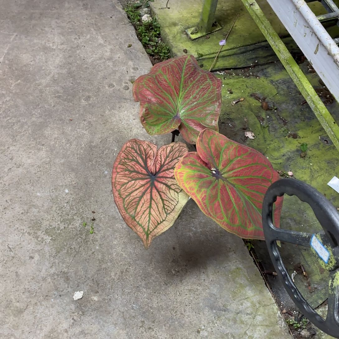 @***风完全开放大叶个体