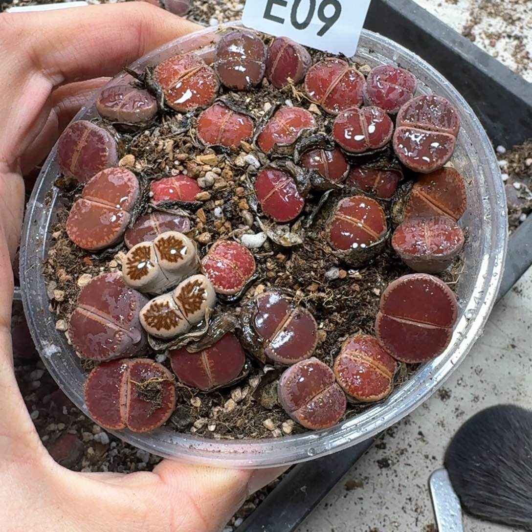 E09。比利时K O一大盒