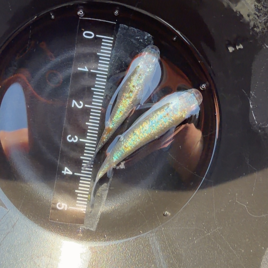 青鳉鱼观背青鳉21@