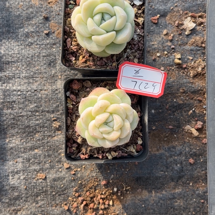 兰***冰玉多肉七方盆冠幅4.5厘米