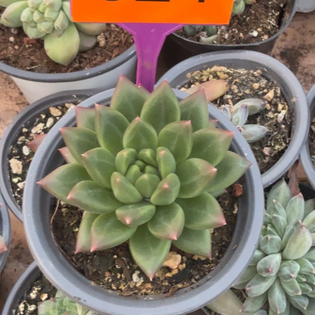 车***峰绿泡泡福袋一物一拍324