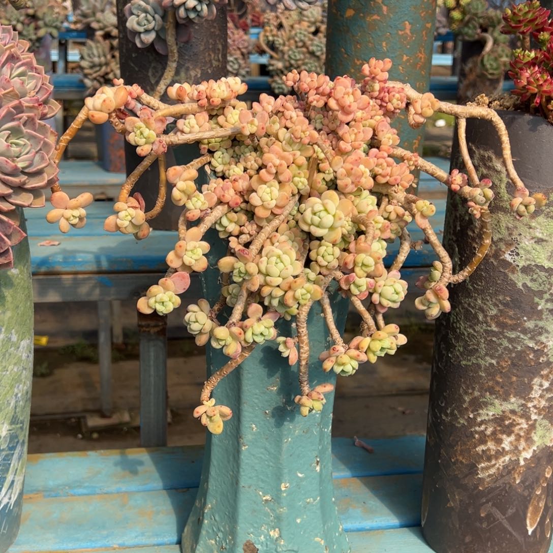 露养老桩脱土裸根劳尔