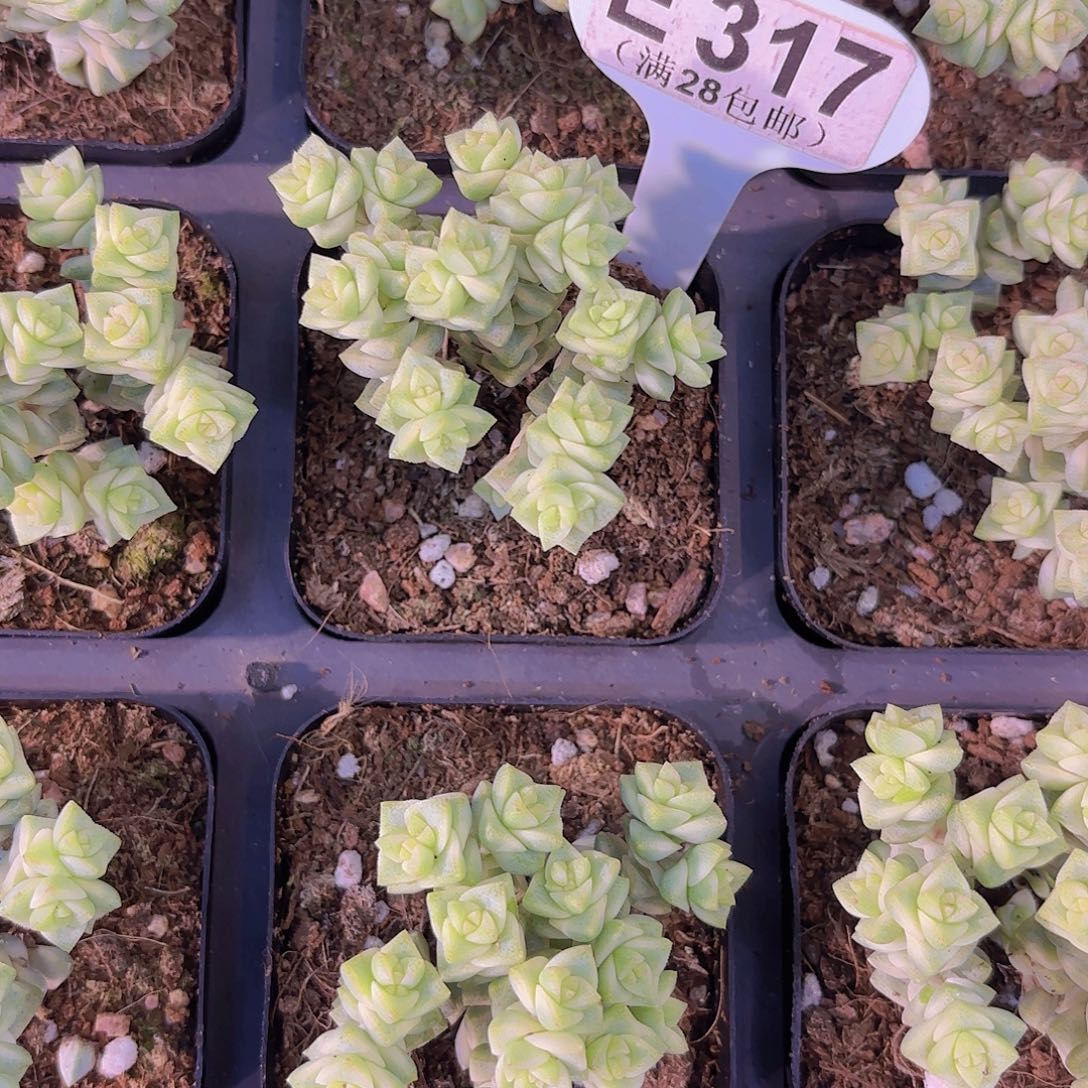 E317蜡笔一物一拍