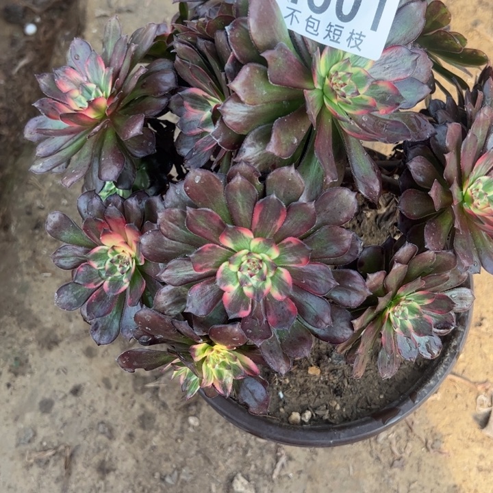 烟花多肉植物法师4801